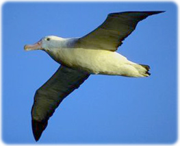 Albatross