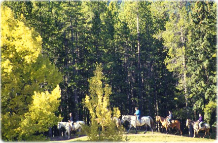 Banff Forest